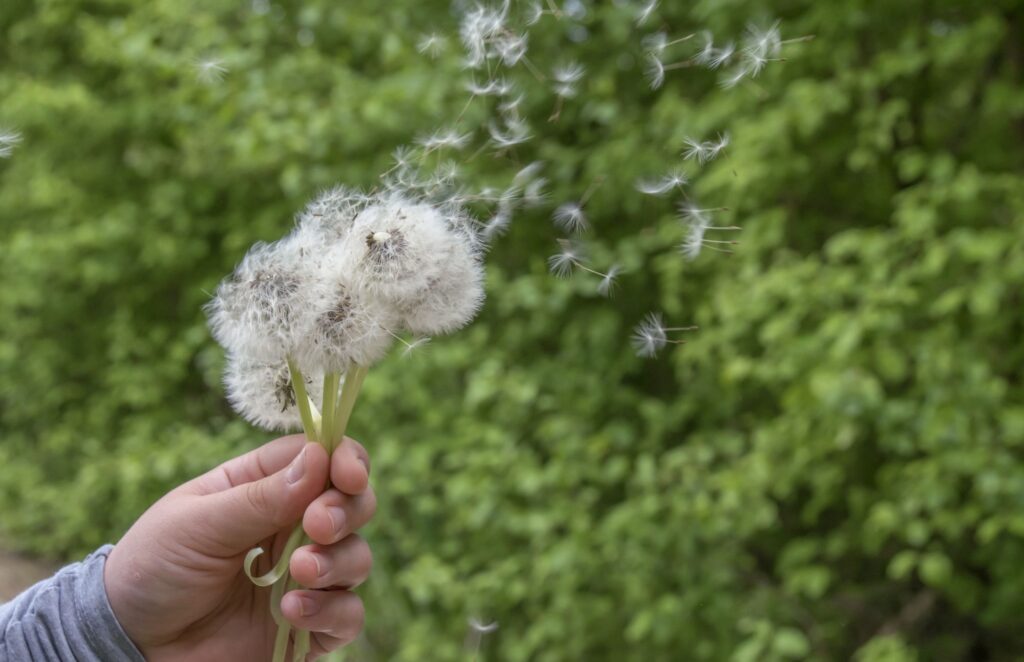 Alergii respiratorii la copii și adulți - Mână ținând flori de păpădie, simbolizând alergiile care afectează respirația.