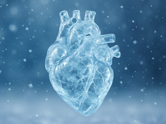 Ilustrație medicală a inimii pentru articolul referitor la modul cum reacționează inima în timpul sărbătorilor și la riscurile cardiovasculare ascunse.